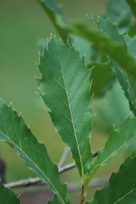 Quercus acutissima - dub špičatolistý - list